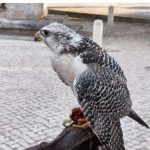 Art of Falconry in Central Portugal