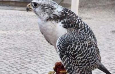 Art of Falconry in Central Portugal Art of Falconry in Central Portugal